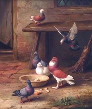 unknow artist Pigeons 064 oil painting picture